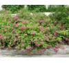 Спирея японская Фробели (Froebelii) С2